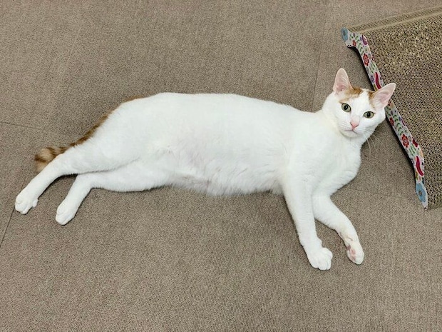 飼い主を見上げる猫