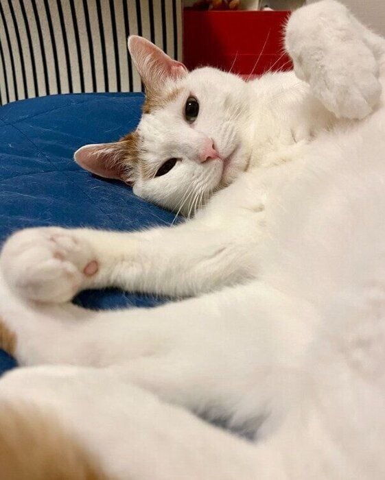 推定8才になった猫