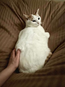 推定3才の元保護猫をお迎え→貫禄のある姿に成長し、8才の今は「日常を明るく彩ってくれる大切な存在」に！