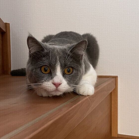 階段伏せるブリティッシュショートヘア