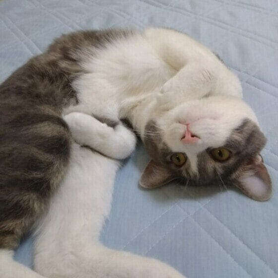 マットの上に寝転がる猫