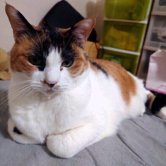 香箱座りをするミケ猫