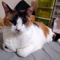 猫の「血液検査」には3つの検査がある!?　それぞれの検査でわかること