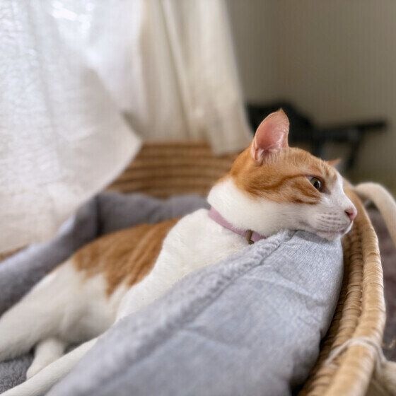 元保護猫のスケくん