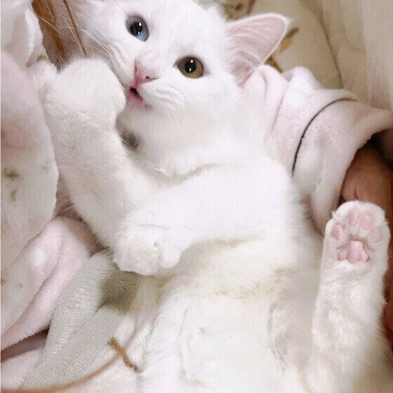 元保護猫の桜空蘭ちゃん
