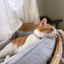 保護猫の迎え入れを決意　トライアルにのぞむ人が知っておきたい確認と準備