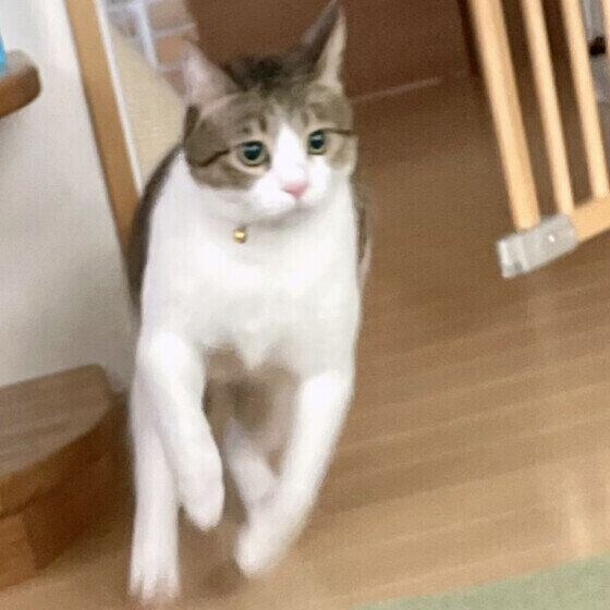 MIX 走る猫