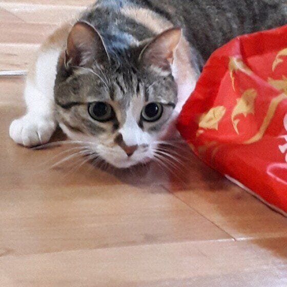 MIX サバトラ 遊んでほしい