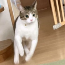 猫が突然ダッシュする理由とは？　考えられる原因を獣医師が解説