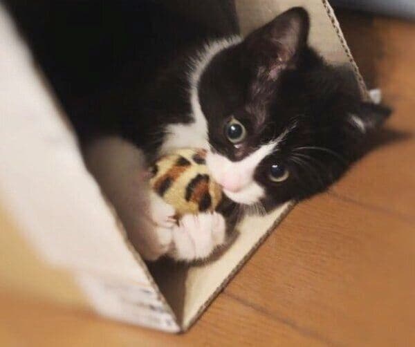 ボールが大好きなめいくん