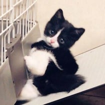 用水路で鳴いていた生後約1カ月の子猫を保護→6才の今、「オテ」でゴハンをおねだりする甘えん坊に！