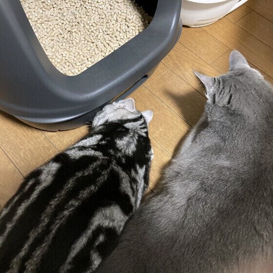ロシアンブルー　興味しんしん