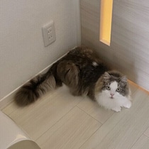 猫の留守番が心配…外出前にできる対策は？　安心して過ごしてもらう工夫を獣医師に聞いた