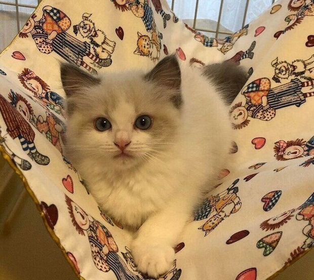 生後2カ月のころに撮影したテネルちゃん