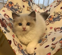 やんちゃ盛りだったあどけないラグドールの子猫→7才の今、「毎日愛おしさが増す」存在に