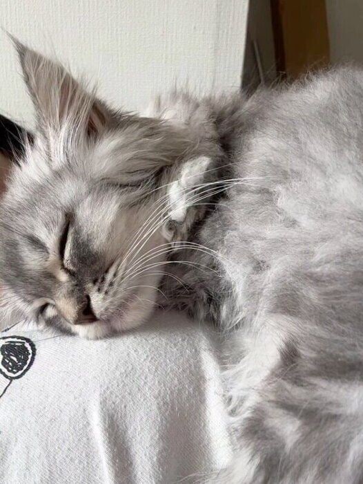 飼い主さんの上で眠るとろろくん