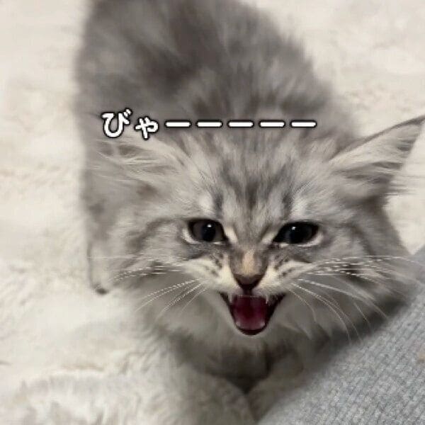 飼い主さんを見上げて鳴くとろろくん