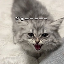 “絶叫”で自己主張していた生後3カ月の子猫→約1カ月後、先住猫に戦いを挑むほど元気な甘えん坊に！