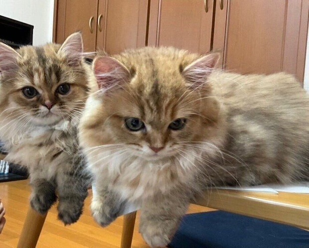 お迎え初日のチャチャちゃん、ラピちゃん
