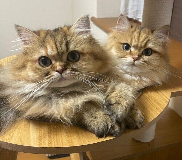 いつも一緒にいたころの2匹
