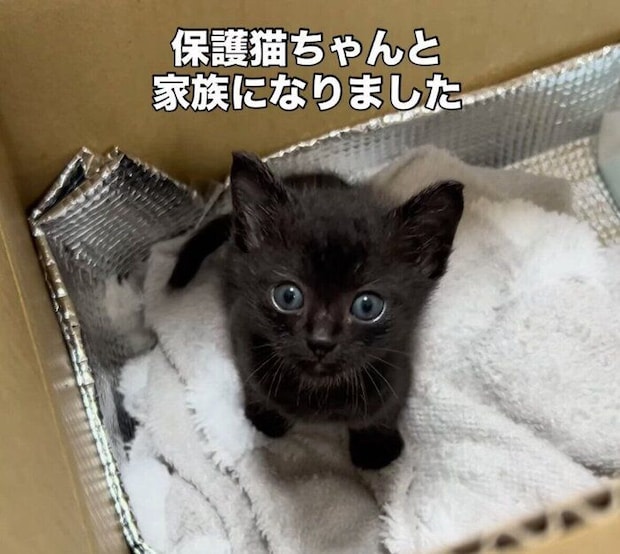 保護当時のクロちゃん