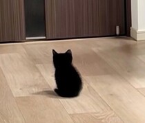 玄関の“ガチャッ”に反応し、ドアの前で健気に待つ生後2カ月の保護子猫　ちんまりした後ろ姿が愛おしすぎる