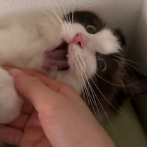 猫は甘噛みする相手を選んでる？　選ばれやすい人の傾向と甘噛みの理由