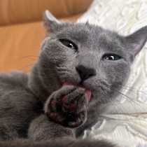 【調査】猫が「きれい好き」に見えるのはなぜ？　しぐさの理由や注意したいサインを獣医師が解説