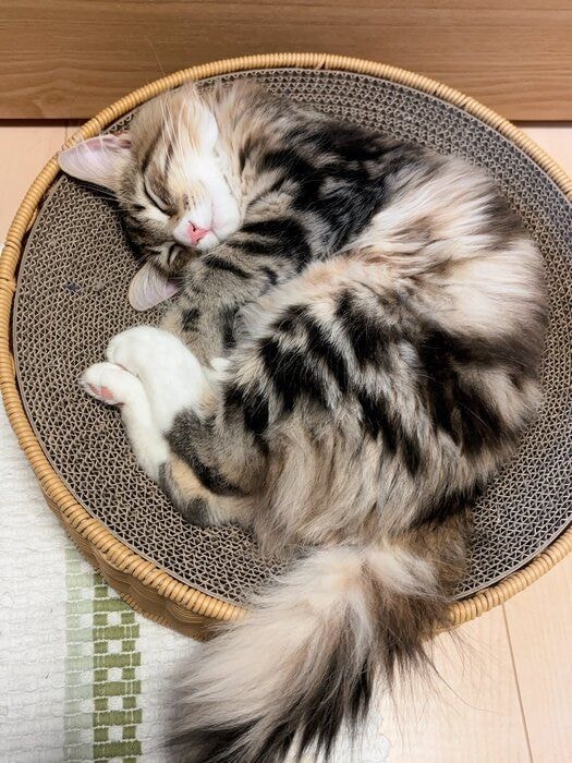 生後5カ月のノルウェージャンフォレストキャット