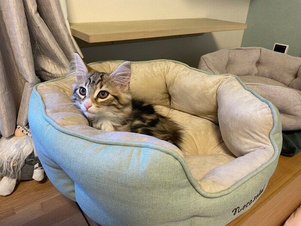 猫用のベッドでくつろぐノルウェージャンフォレストキャット