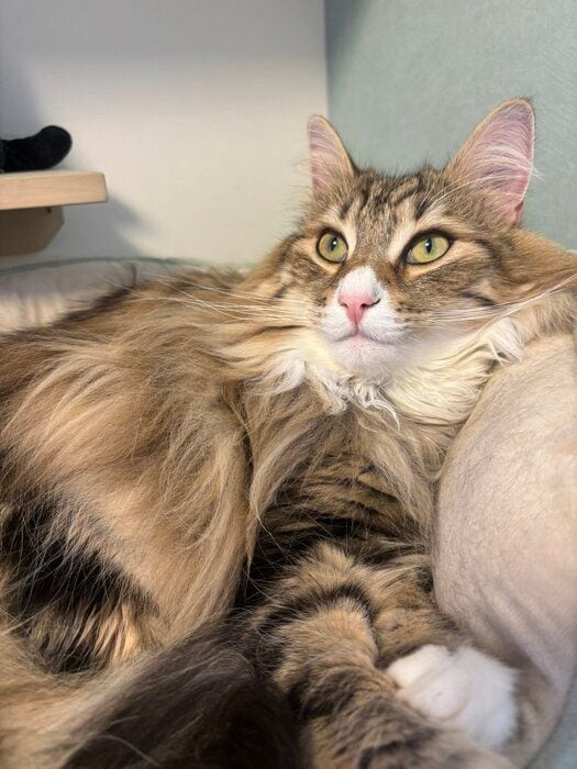 くつろいでいるノルウェージャンフォレストキャット