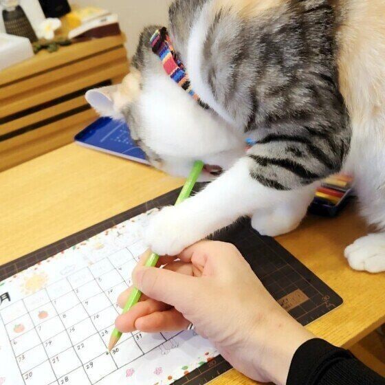 鉛筆に噛みつくキジトラ猫