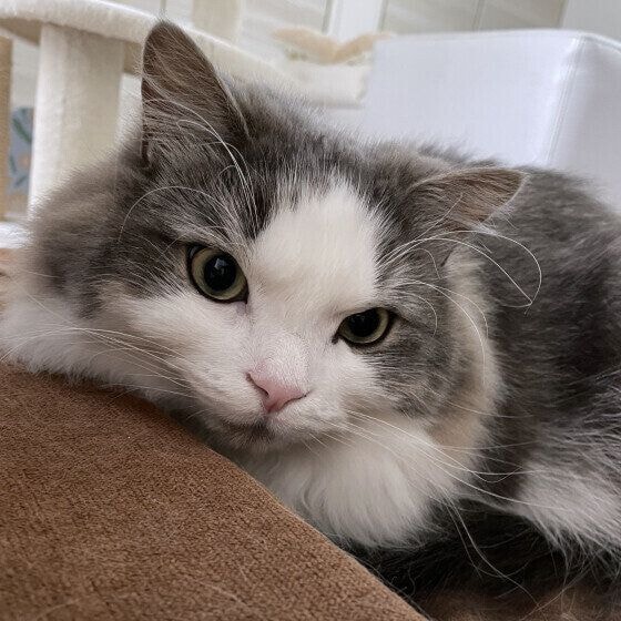 そばにいる猫