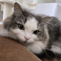 本音は違った!?　猫が飼い主さんに対してよくする4つのしぐさの気持ち