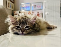 生後2カ月で“おてて枕”をしていた子猫→約3年後、同じポーズでくつろぐ姿にほっこり