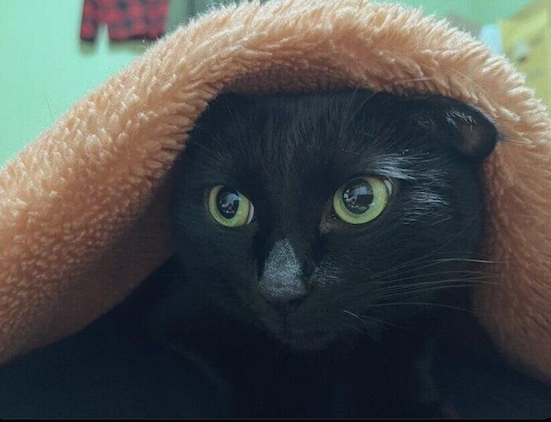 毛布を被っている猫