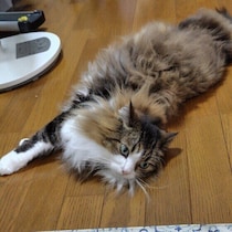 猫の「尿検査」と「便検査」では何を調べる？　検査項目や数値の見方を獣医師が解説