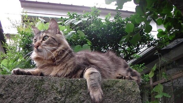 ＂猫の街＂となったエリアでは、とくにゴハンをもらえる家の周りに猫が集まり、その目の前の 道路は車や自転車が通行しにくい状況があった