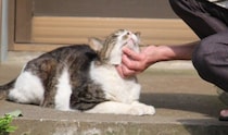 増え続ける外猫、人も猫も苦しい状況に…地域ぐるみで始まった「大岡山まちねこプロジェクト」