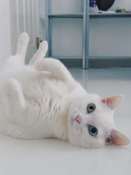 “ヘソ天”姿の猫