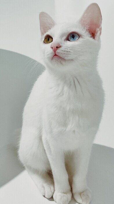 生後約半年の猫