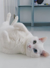 「華奢なおチビさん」だった保護子猫が、5年後には「子アザラシ」のようなコに！　“ヘソ天”で撫でられるのを待つ姿にほっこりする
