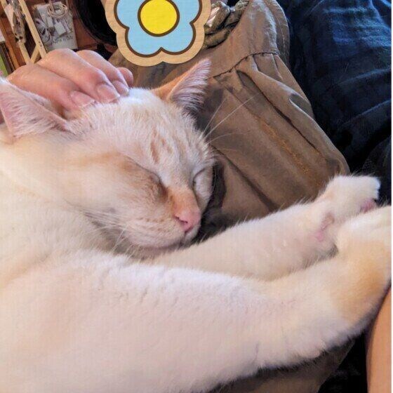 シャム シンバくん