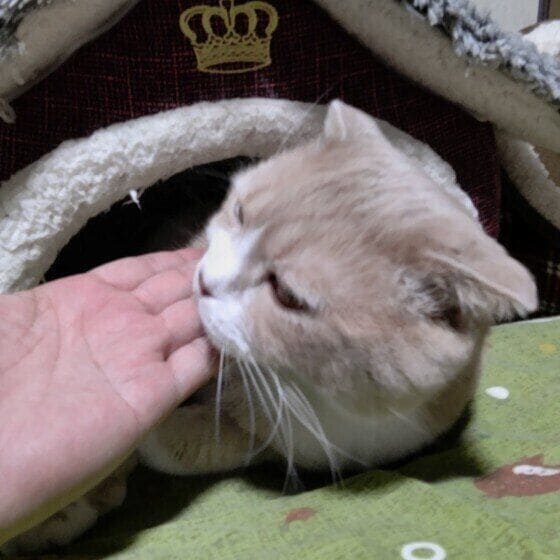 スコティッシュフォールド ミーくん