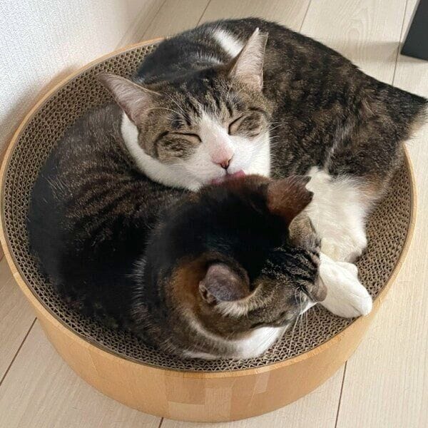 5才になったおもちちゃんとあんこちゃん