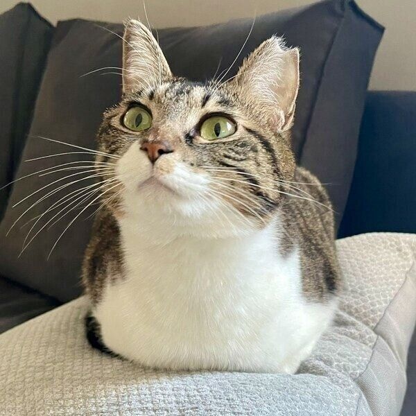 おててないないのあんこちゃん