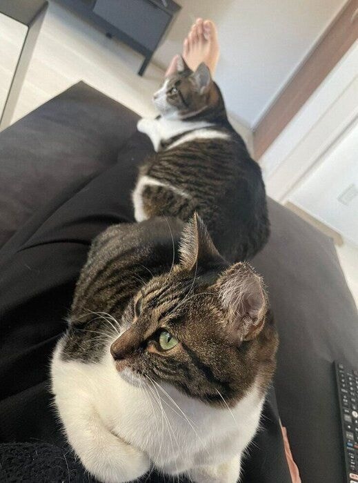飼い主さんの膝を分け合うあんこちゃん、おもちちゃん