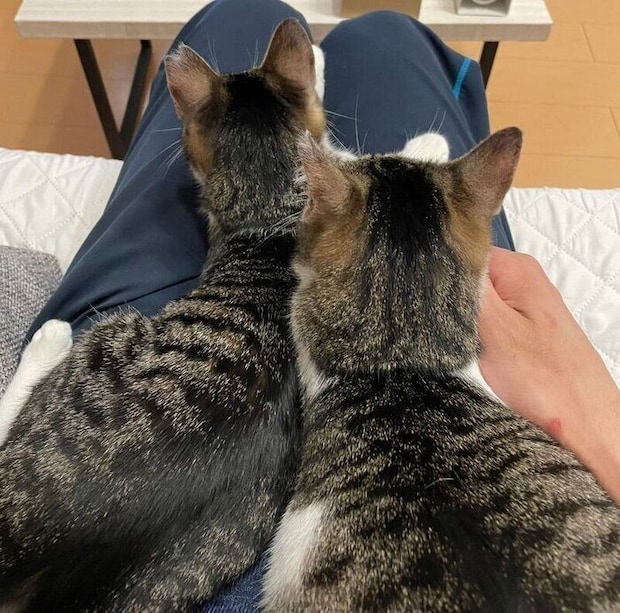 飼い主さんの膝の上でくつろぐおもちちゃん、あんこちゃん