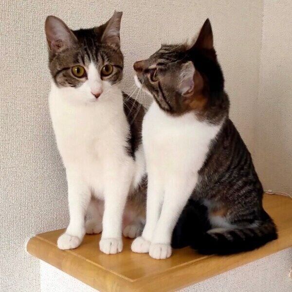 お迎え当初のおもちちゃんとあんこちゃん