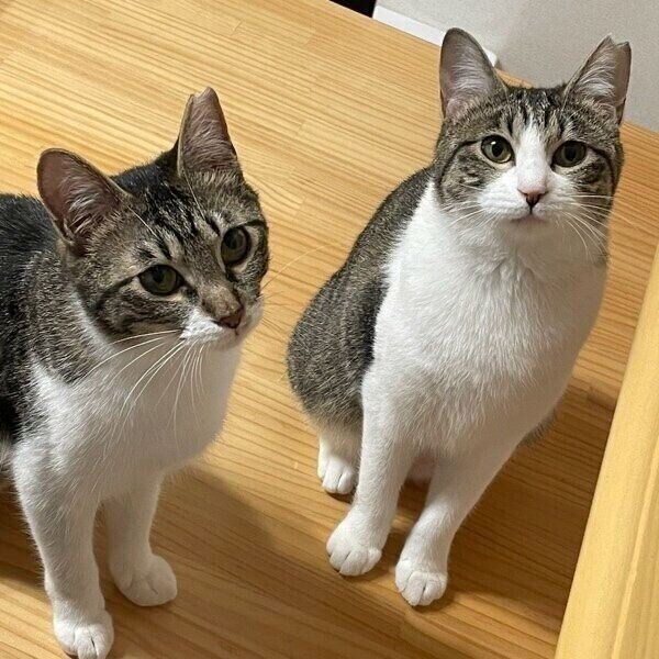 カメラ目線のおもちちゃんとあんこちゃん